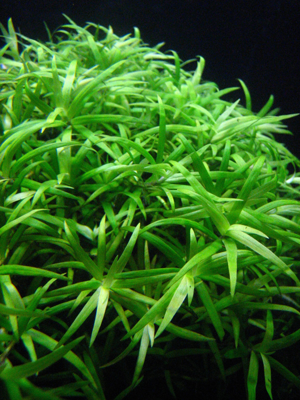 علف ستاره ای